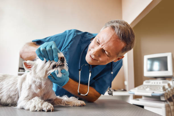  Woodfield, SC Emergency Dentist Pros